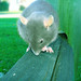 Jenny Quick Photo 13