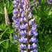 Russell Wilder Photo 21