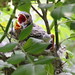 Charles Nester Photo 21