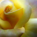 Rachel Burke Photo 23