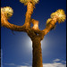 Joshua Park Photo 18