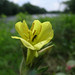 Charles Flowers Photo 17