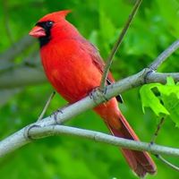 Robert Burd Photo 16