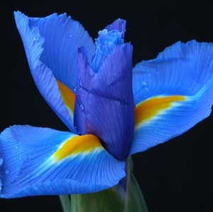 Greg Dawes Photo 5