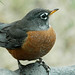 Robin Mckinney Photo 6