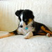 Calvin Shepherd Photo 15
