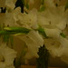 Carolyn Purvis Photo 12