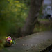 Mark Rego Photo 18