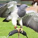 Willie Gray Photo 33