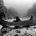 David Shark Photo 12