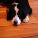 Oliver Sharp Photo 3