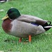 Rodney Mallard Photo 6