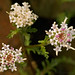 Douglas Whitman Photo 32