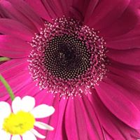 Cheryl Garrison Photo 8
