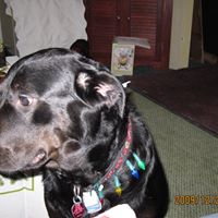 Diane Swanson Photo 7