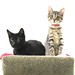 Dorothy Zorros Photo 4