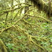 Fred Swanson Photo 12