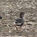 Sharon Field Photo 16