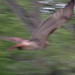 Ernest Hawk Photo 4