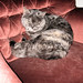Jennifer Bryson Photo 15