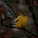 Judith Maples Photo 8