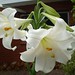 Lillian White Photo 20