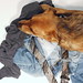 Rene Dye Photo 5