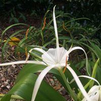 Shari Webb Photo 32