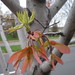 Virginia Maple Photo 11