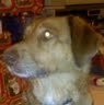 Carol Witt Photo 20
