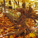 Bruce Leaf Photo 18