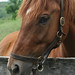 Whitney Chestnut Photo 7