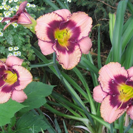 Alice Wilkinson Photo 17