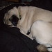 Dexter Burrow Photo 1