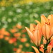 Lily Shi Photo 24