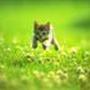 Susan Crandall Photo 44