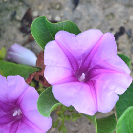 Sylvia Rivas Photo 21