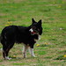 Donald Collie Photo 11