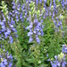 Allen Mathias Photo 9