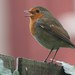 Robin Robins Photo 17