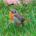 Robin Walters Photo 11