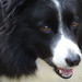 Megan Collie Photo 2