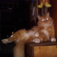 Susan Cowgill Photo 10