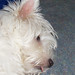 Bonnie Highland Photo 8