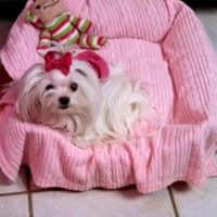 Susie Graham Photo 7