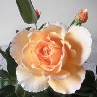 Frances Lu Photo 22