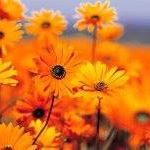 Beverly Carstensen Photo 1