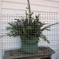 Joan Schultz Photo 21