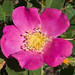 Rosa Woods Photo 14