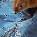 Rex Short Photo 15